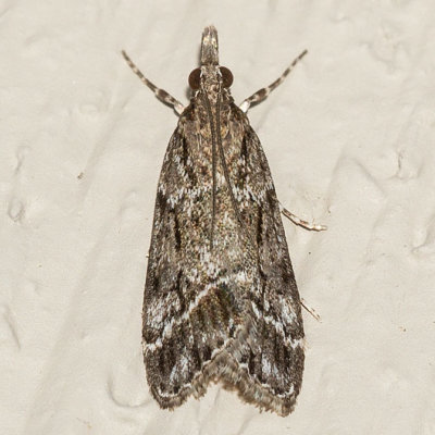 4722 (Eudonia rectilinea)