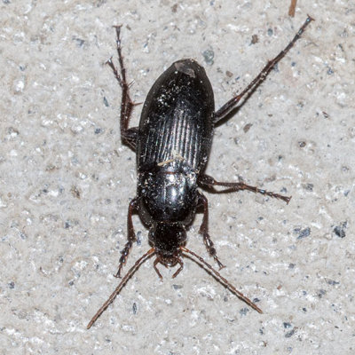 Ground Beetle (Carabidae)