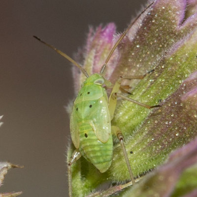 Lygus Bug nymph