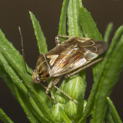 Lygus Bug