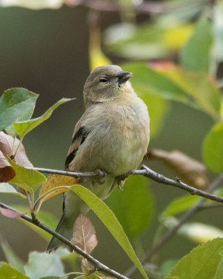 American Goldfinch juvenile