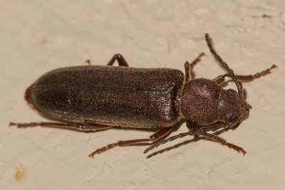 Long-horned Beetles (Megasemum asperum)