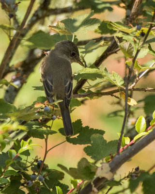 Willow Flycatcher