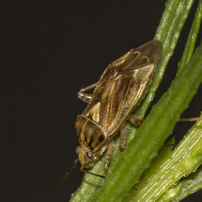 Plant Bug (Miridae)