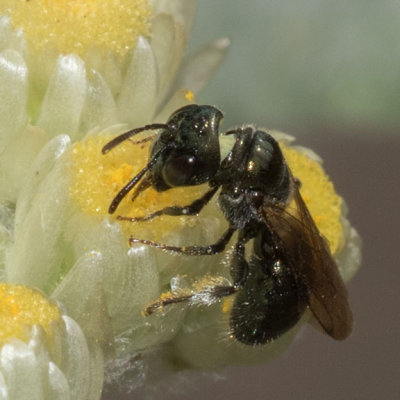 Small Carpenter Bee (Ceratina Subgenus Zadontomerus)