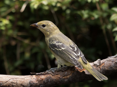 Western Tanager female
