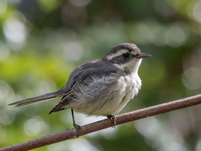Black-throated Gray Warbler
