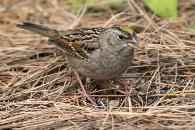 Golden-crowned Sparrow