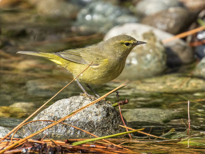 Orange-crowned Warbler