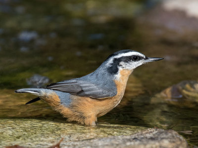 Red-breasted Nuthatch