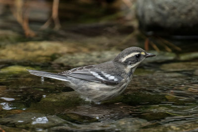 Black-throated Gray Warbler