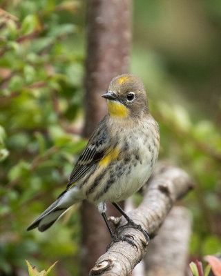 Yellow-rumped 'Audubon's' Warbler