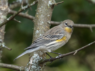 Yellow-rumped 'Audubon's' Warbler
