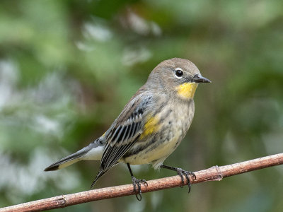 Yellow-rumped 'Audubon's' Warbler