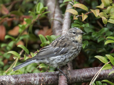 Yellow-rumped 'Audubon's' Warbler juvenile
