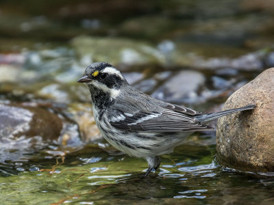 Black-throated Gray Warbler