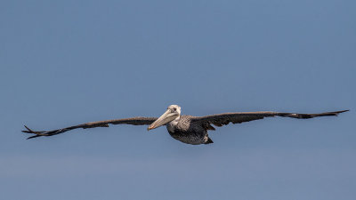 Brown Pelican