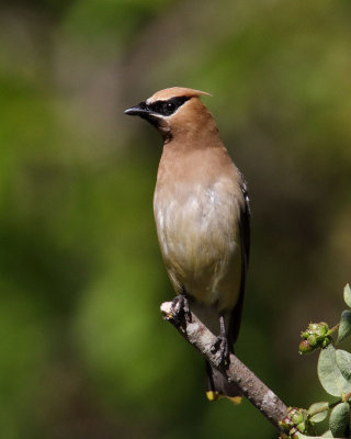 Cedar Waxwing