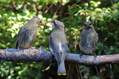 Cedar Waxwing
