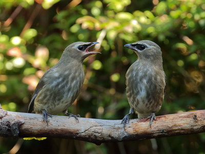 Cedar Waxwing