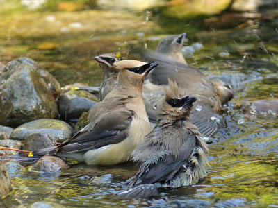 Cedar Waxwing