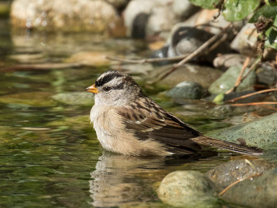 White-crowned Sparrow