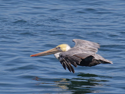 Brown Pelican