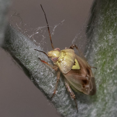 Lygus Bug