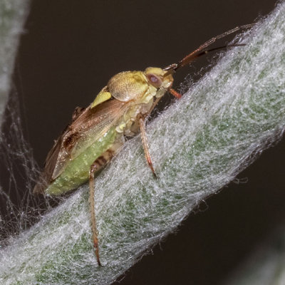 Lygus Bug