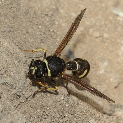 Potter Wasp (Eumenes)