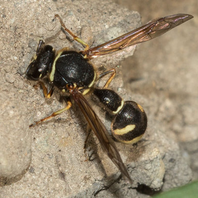 Potter Wasp (Eumenes)