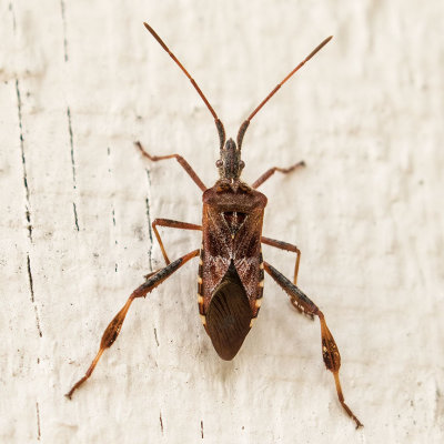 Western Conifer Seed Bug (Leptoglossus occidentalis)