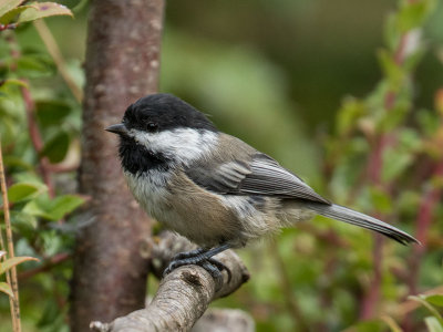 Black-capped Chickadee