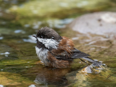Chestnut-backed Chickadee