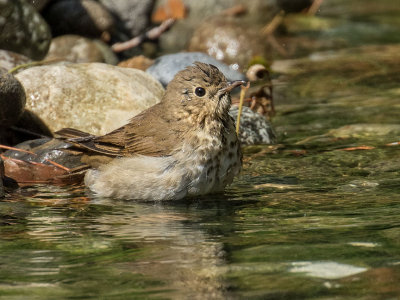 Swainson's Thrush