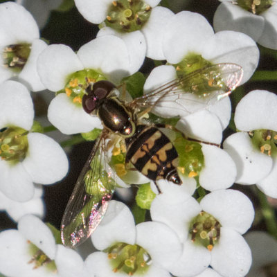 Toxomerus occidentalis