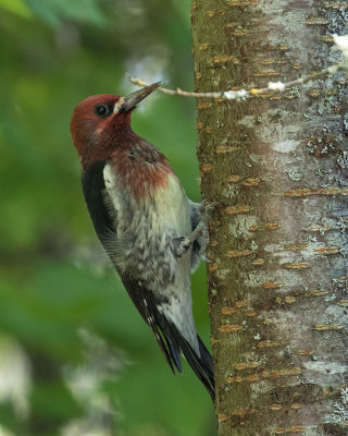 Red-breasted Sapsucker