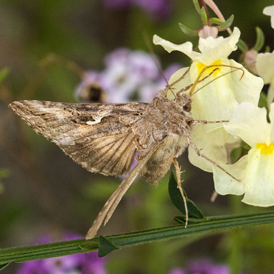8914 Alfalfa Looper Moth (Autographa californica)