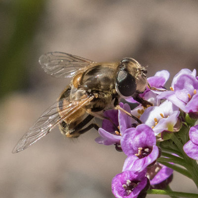 Eristalis arbstorum