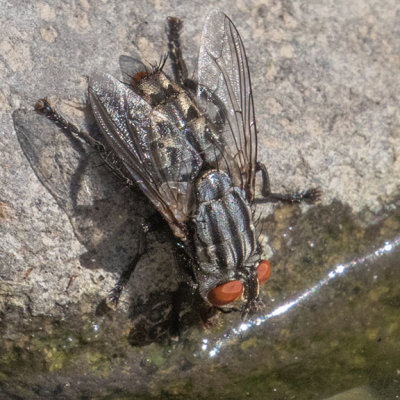 Flesh Fly (Sarcophagidae)