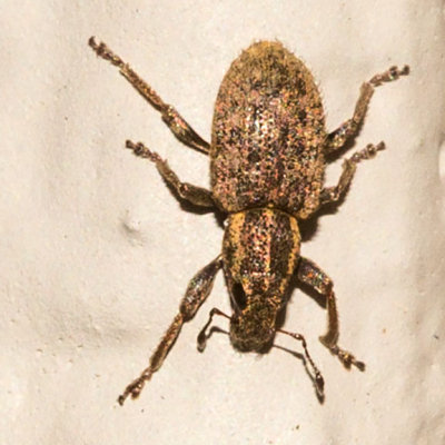 Clover Weevil (Sitona hispidulus)