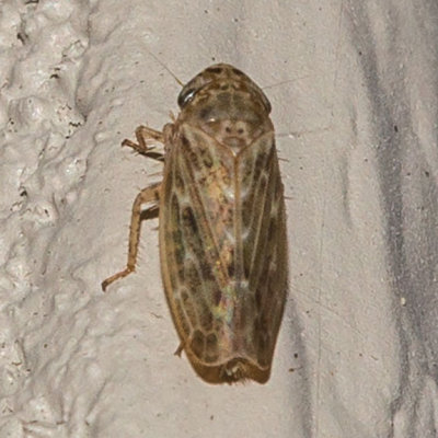 (Euscelis variegatus)