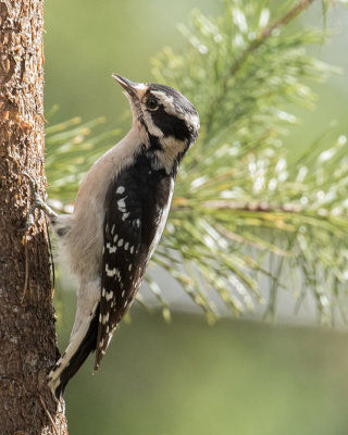 Downy Woodpecker