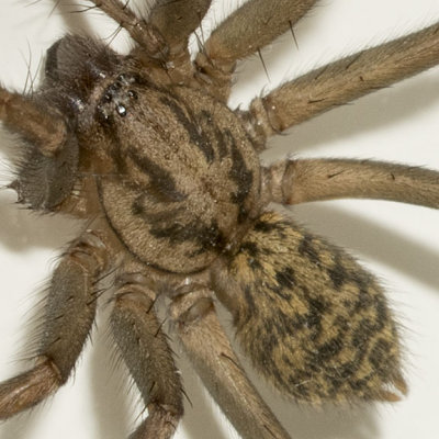 (Eratigena atrica) Giant House Spider