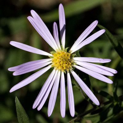Douglas Aster (Aster subspicatus)