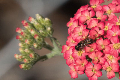 Small Carpenter Bee on Yarrow (Achillea millefolium rubra)