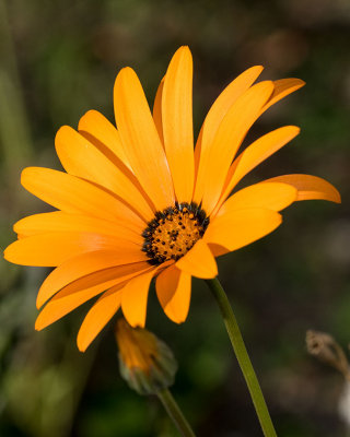 African Daisy (Dimorphotheca sinuata)