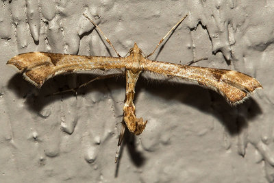 6109 Artichoke Plume Moth (Platyptilia carduidactylus)