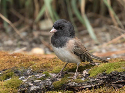 Dark-eyed 'Oregon' Junco