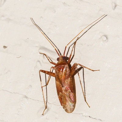 Phytocoris sp.